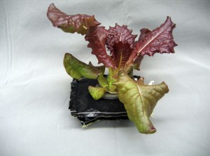 Outredgeous red romaine lettuce 