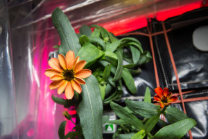 Flowers growing on International Space Station