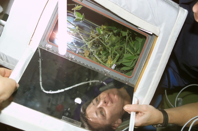 Astronaut examining a box-like chamber of plants