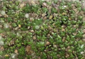 Many small duckweed plants on surface of water.